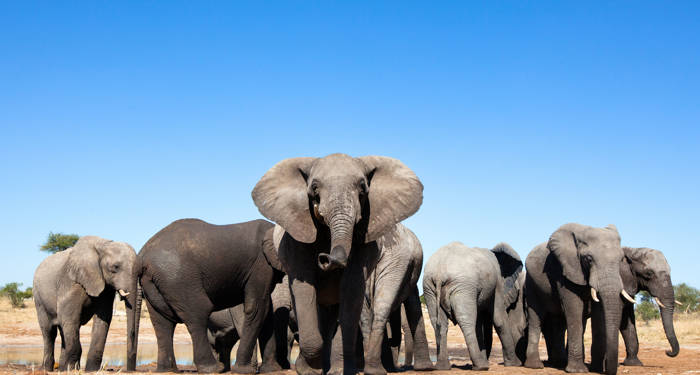 south-africa-nata-elephants-cover