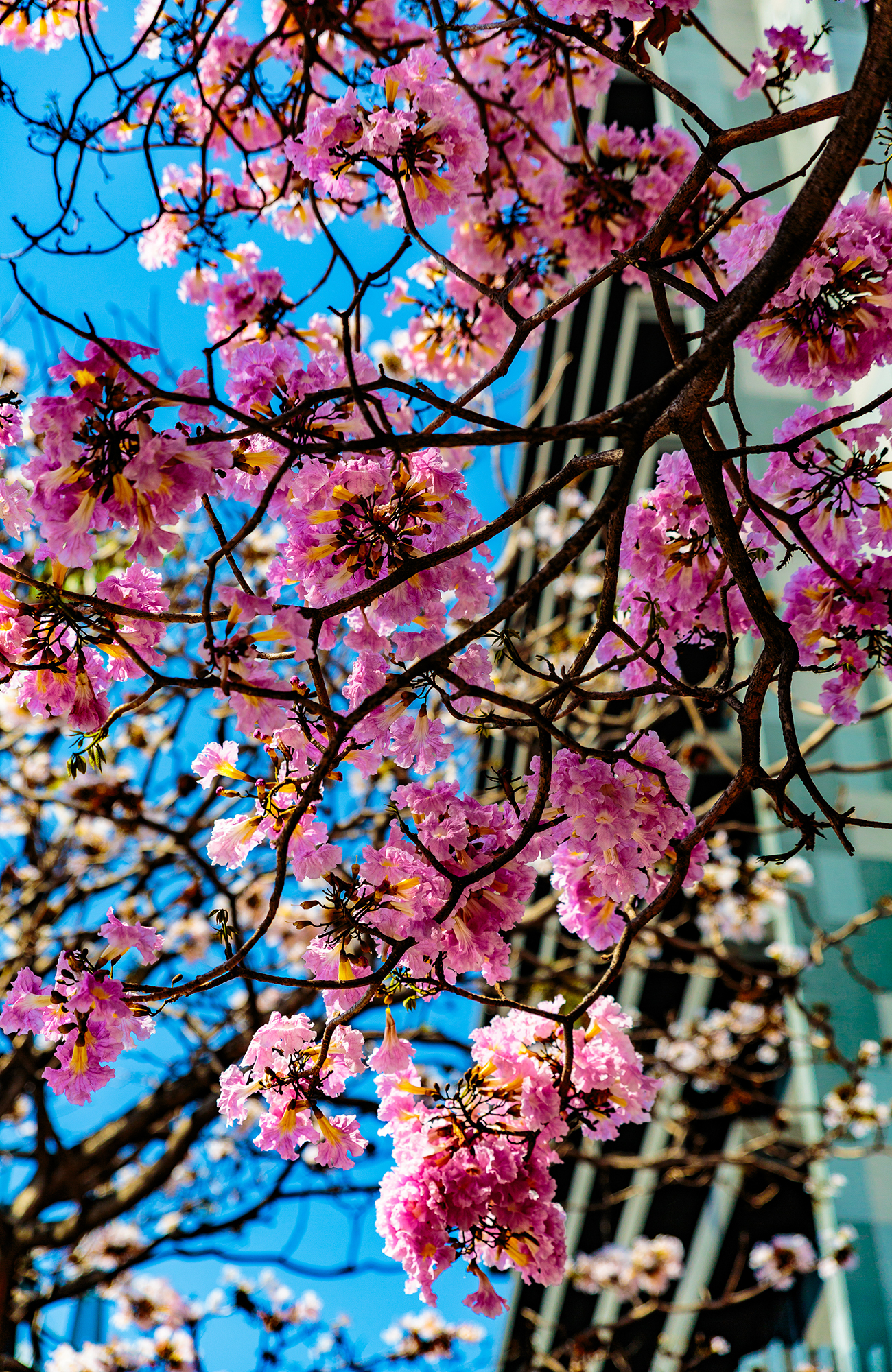 Matka San Joséhen - KILROY