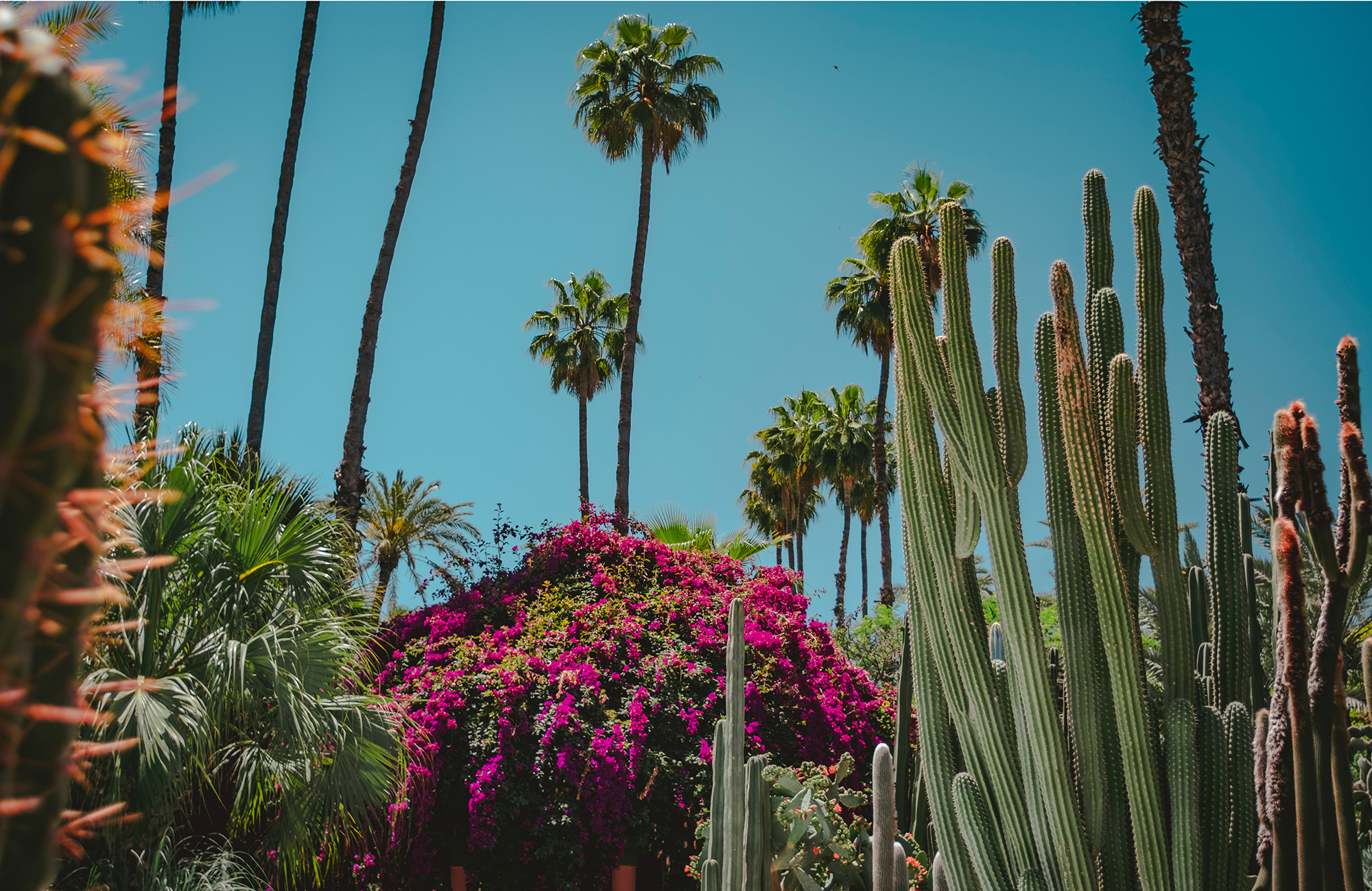 marrakesh-morocco-jardin-majorelle