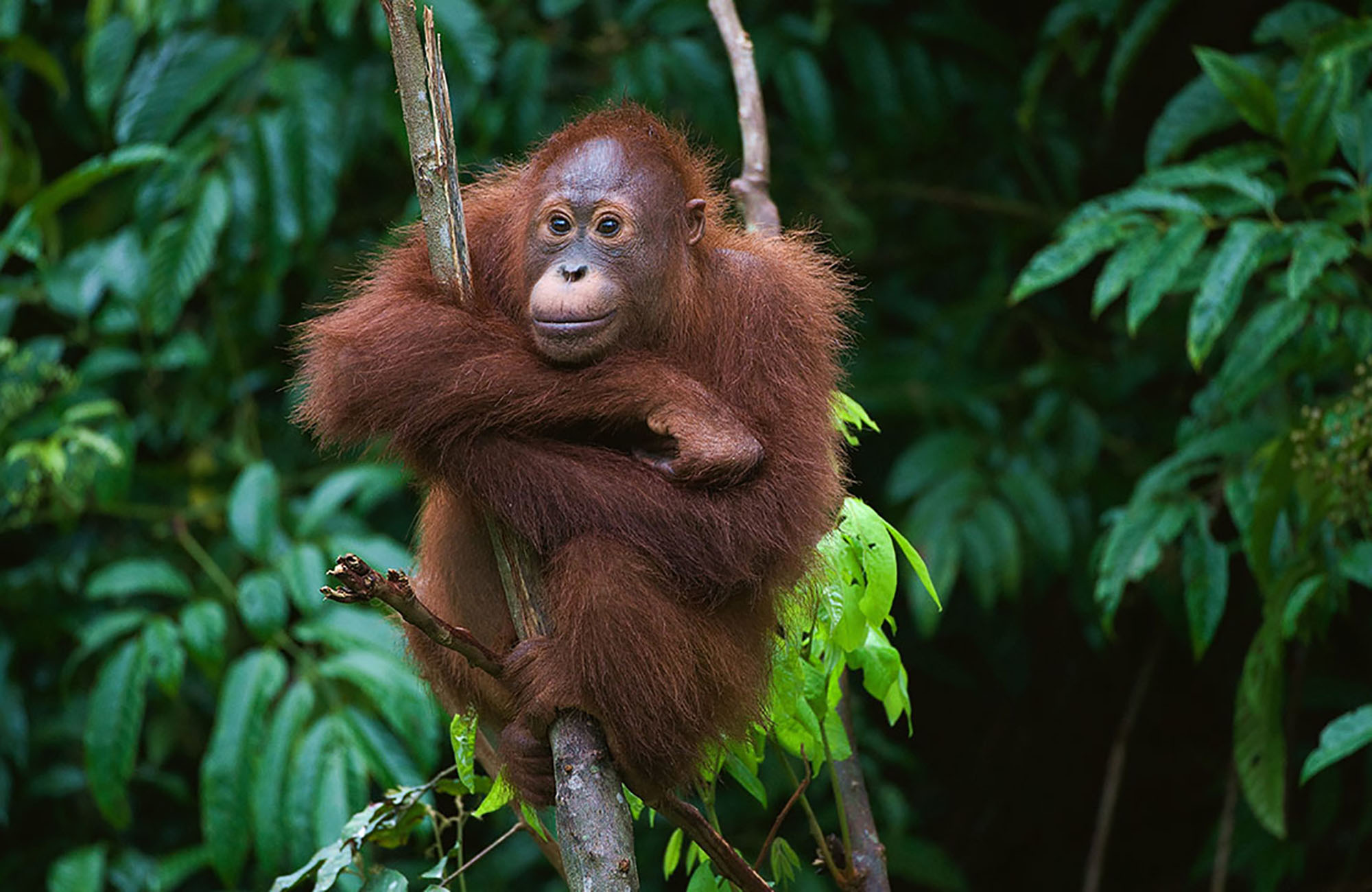 borneo-orangutang-cover