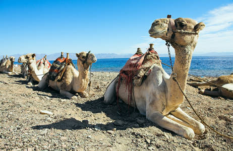 Näe suloisia kameleita Egyptin matkalla