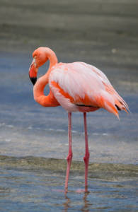 galapagos-ecuador-floreana-island-flamingo-sidebar
