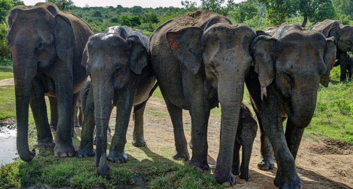 Häämatka Sri Lankassa vie teidät norsusafarille - KILROY