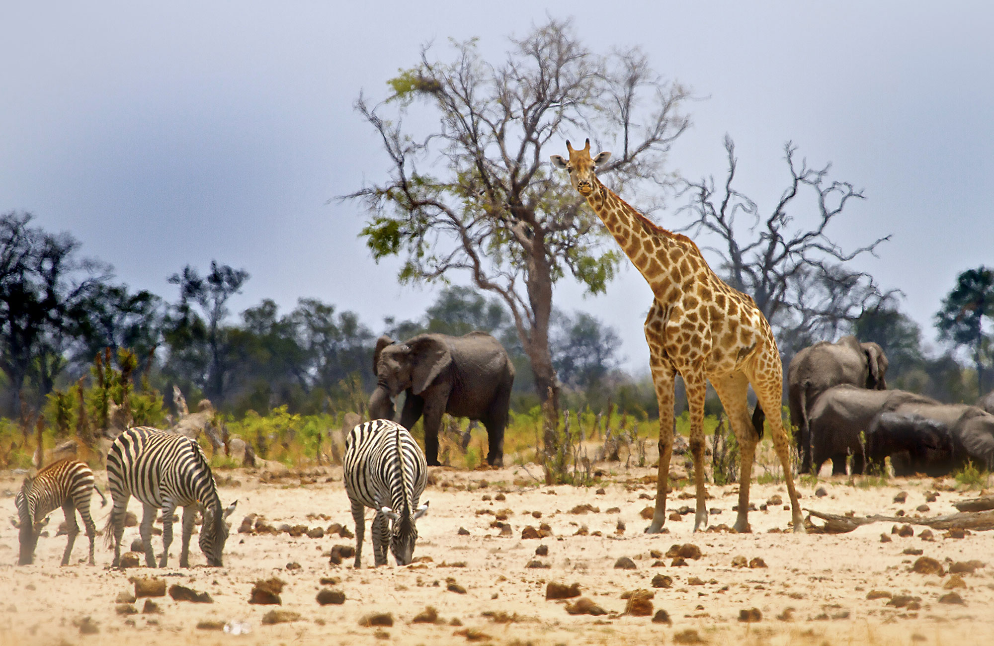 Safari Zimbabwessa - KILROY