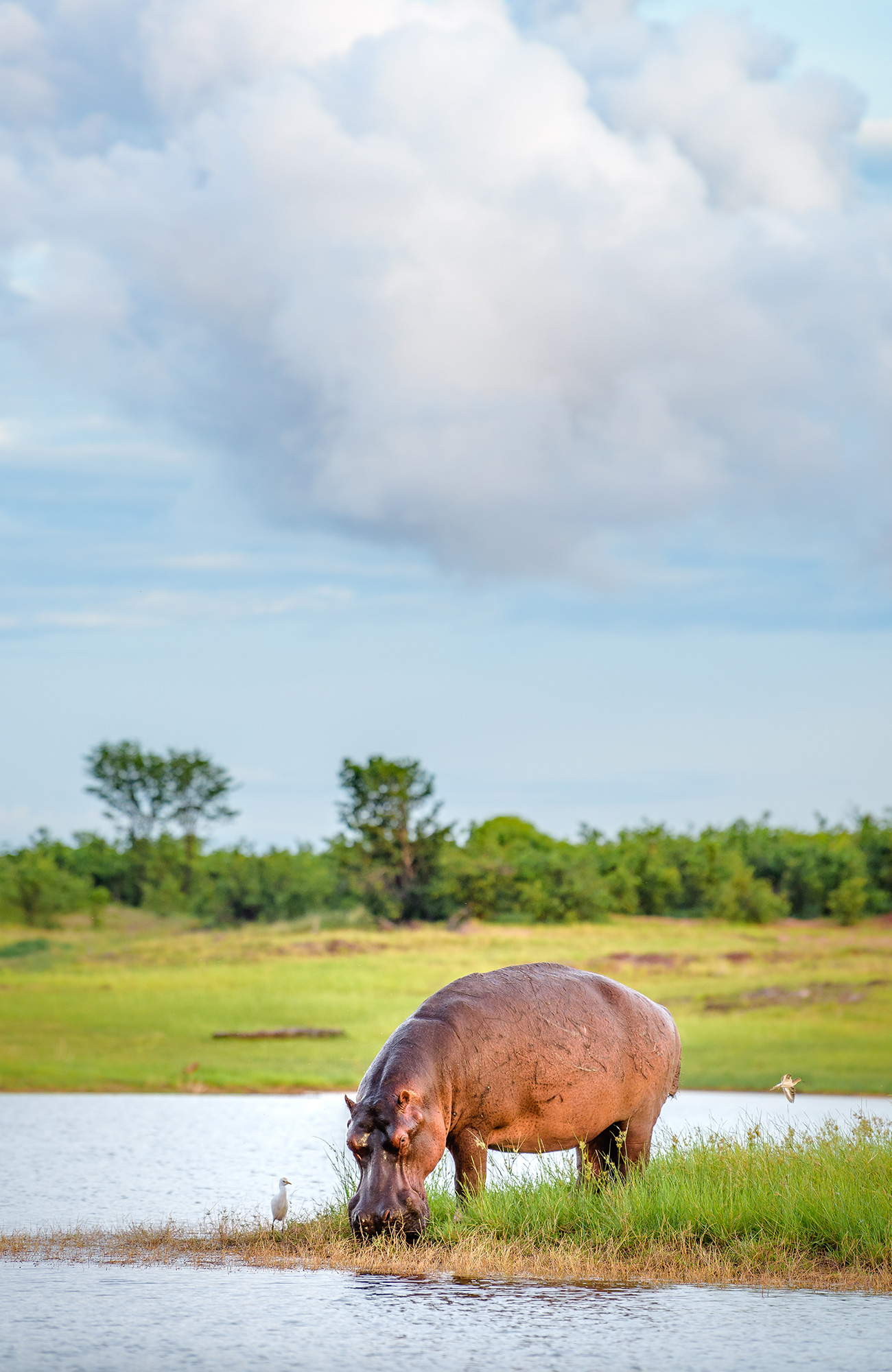 Safari Zimbabwessa - KILROY