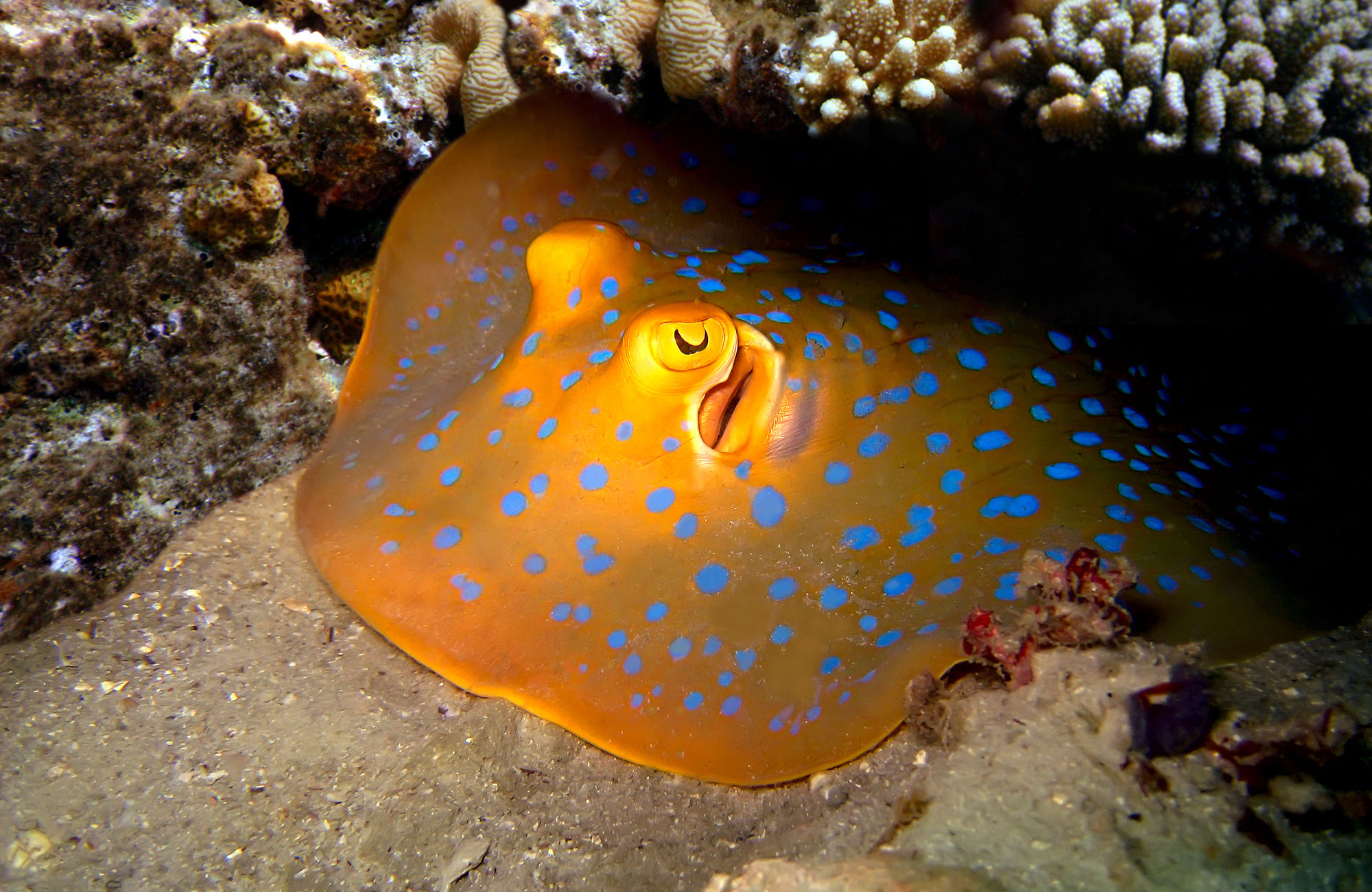 Sukellus Koh Taolla - KILROY