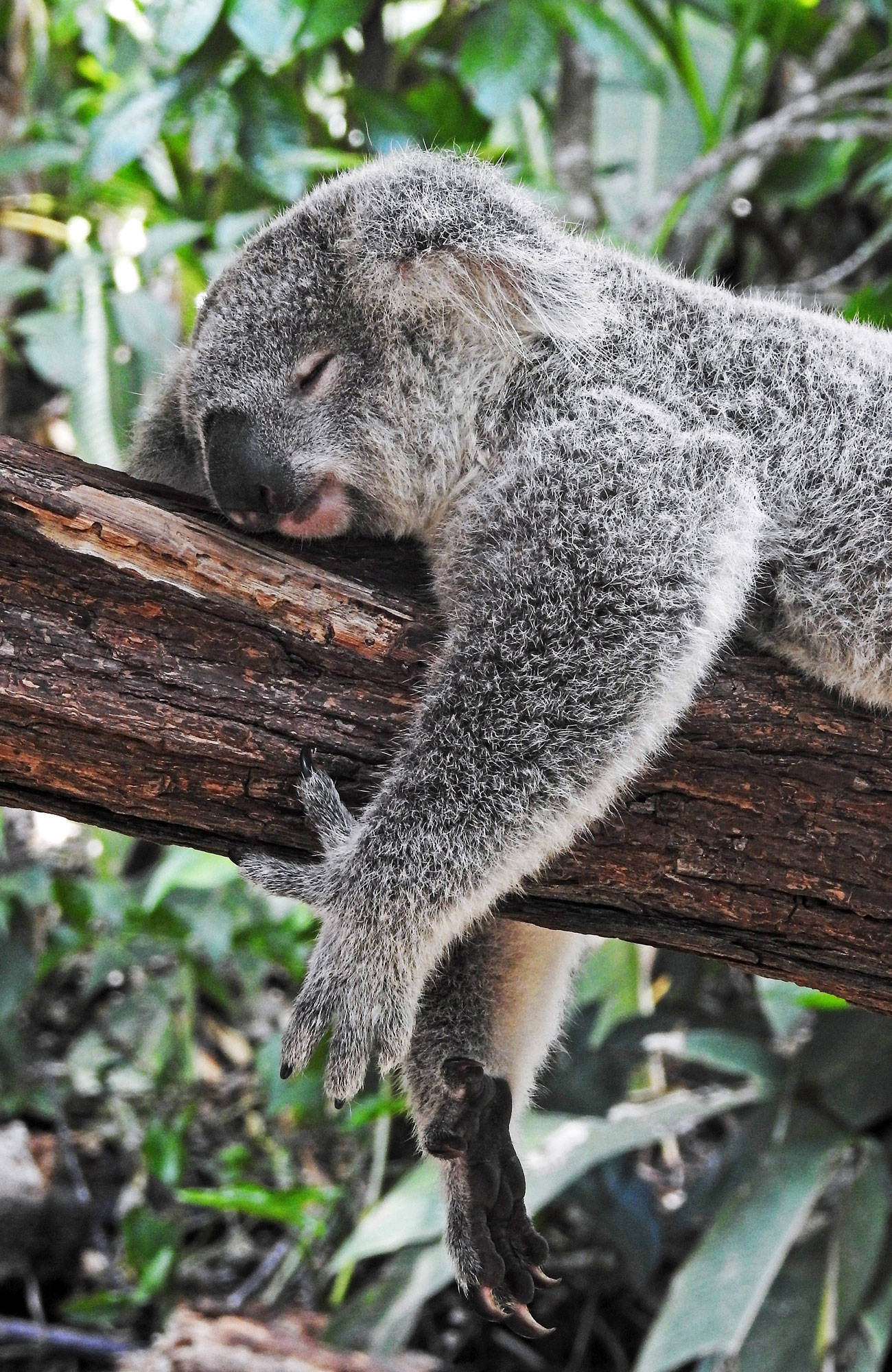 Australia-Koala-sidebar