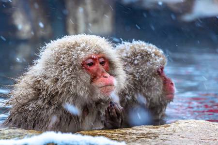 Snow Monkey Nagano