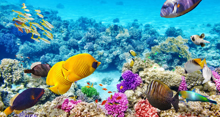 australia-great-barrier-reef-cover