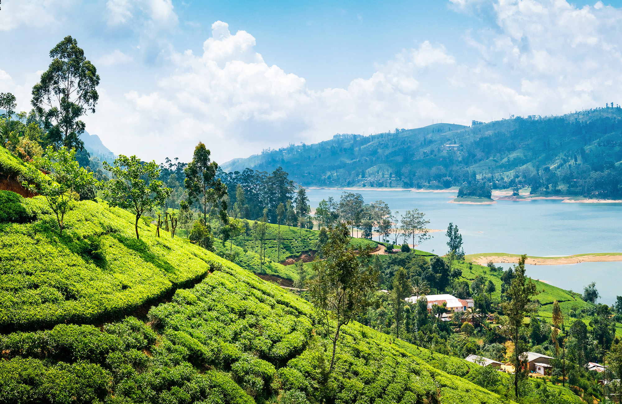 nuwara-eliya-sri-lanka-tea-plantation-view-lake-cover