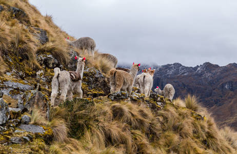 Lamas on the Inca Trail in Peru | Trekking Peru & Colombia | KILROY