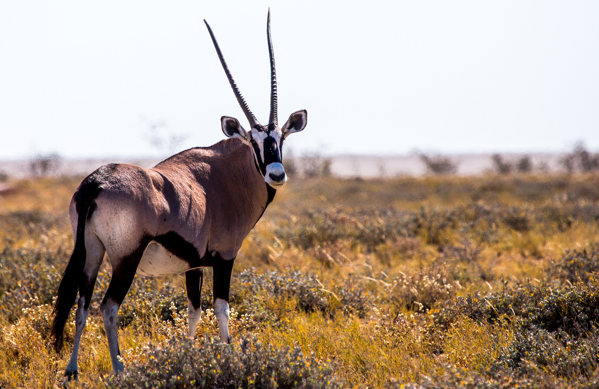 Vapaaehtoistyö eläintensuojelussa
