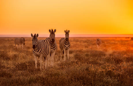 namibia-zebras-sunset