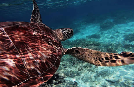 philippines-sea-turtle