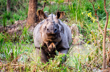 Rhino Chitwan National Park Nepal