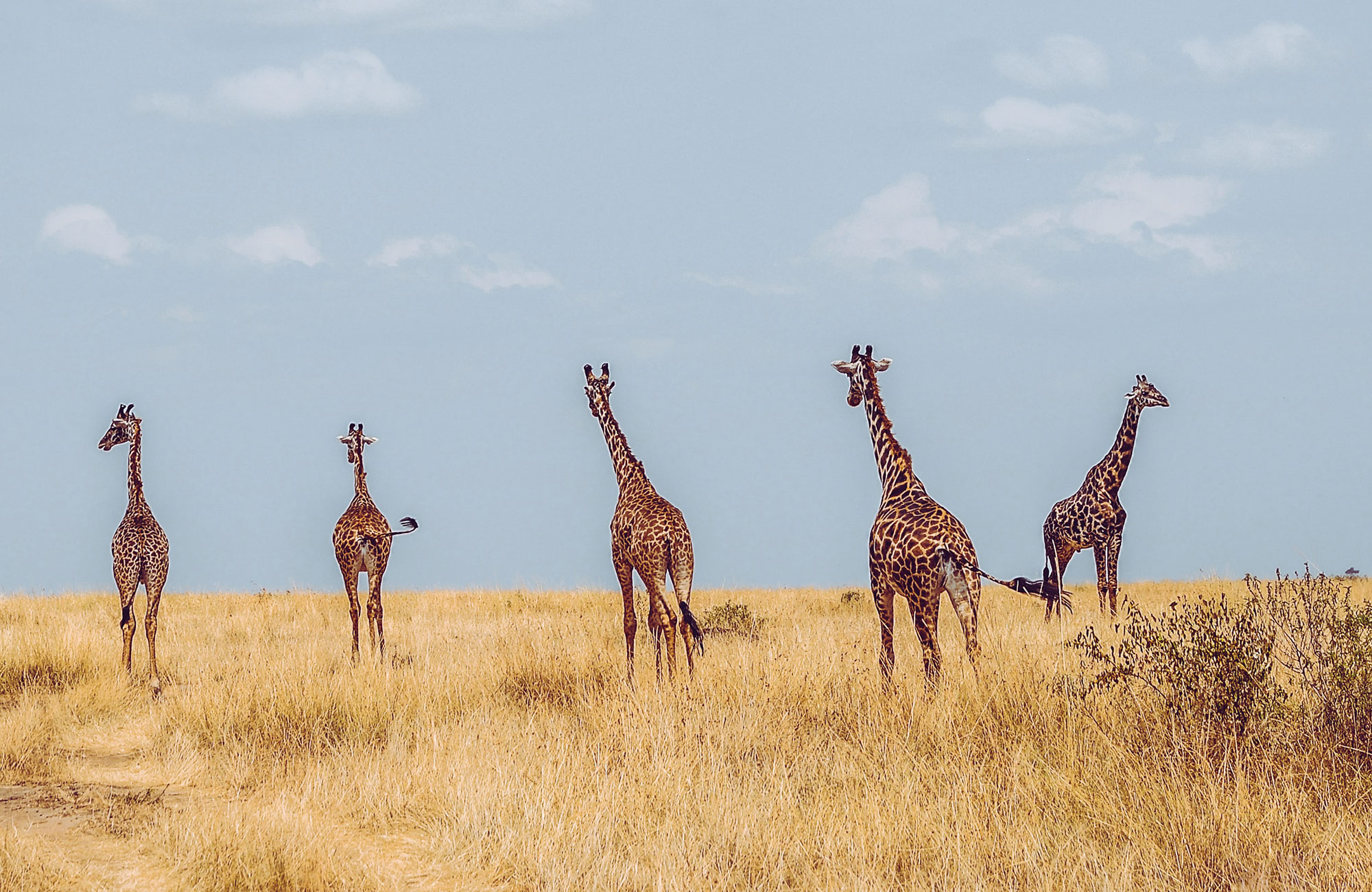 giraffer i masai mara, kenya | KILROY