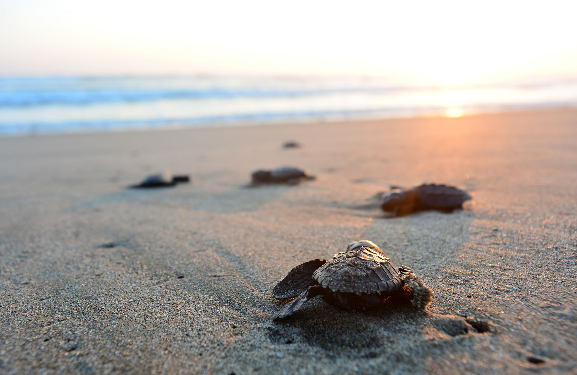 Tee vapaaehtoistöitä kilpikonnien hyväksi maailmalla - KILROY