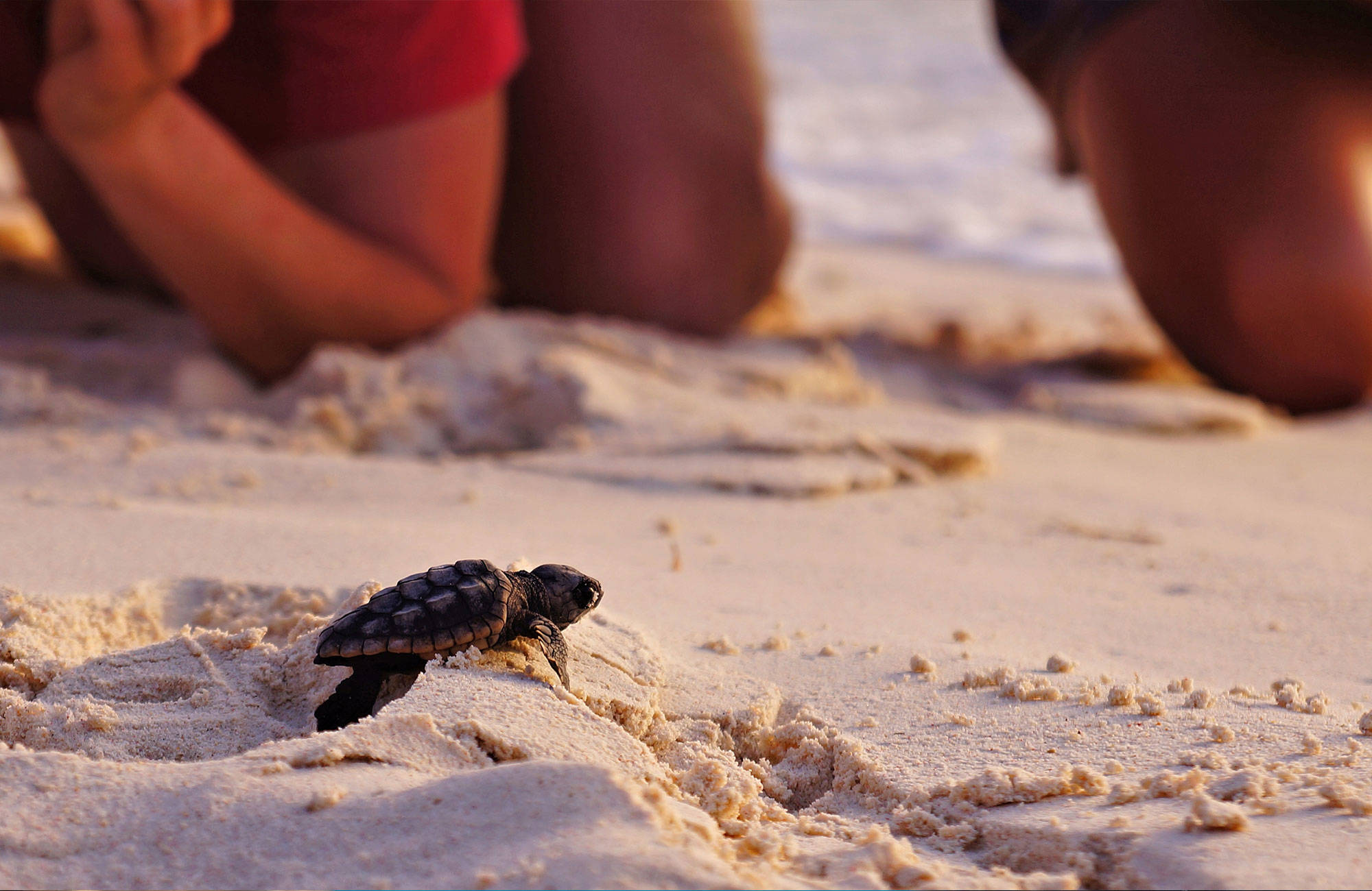 Osallistu vastakuoriuneiden kilpikonnien suojeluun maailmalla - KILROY