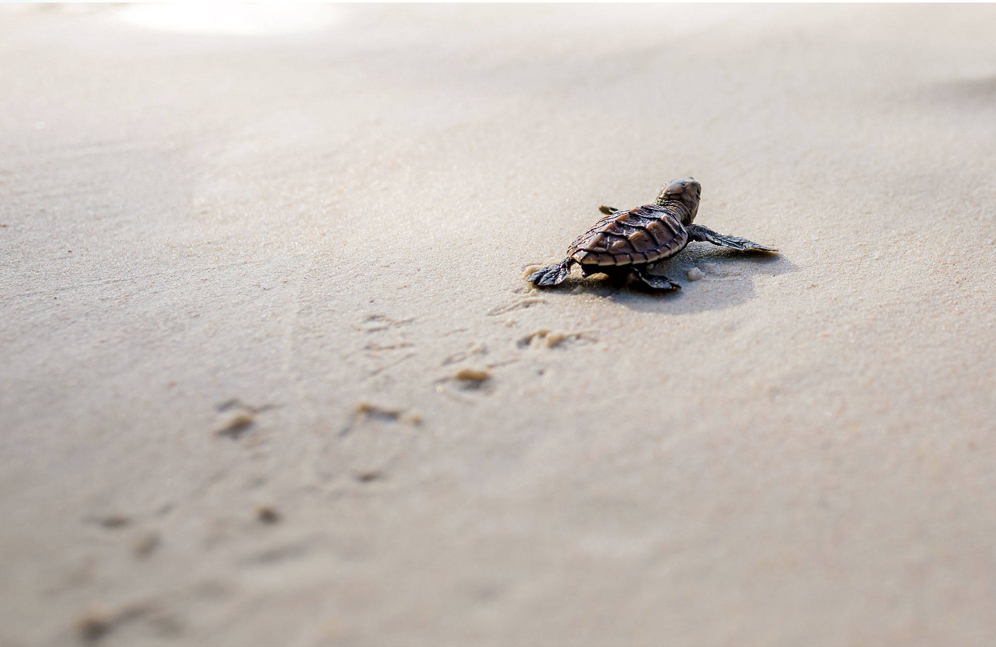 Ole mukana turvaamassa kilpikonnien matkaa maalta mereen - KILROY