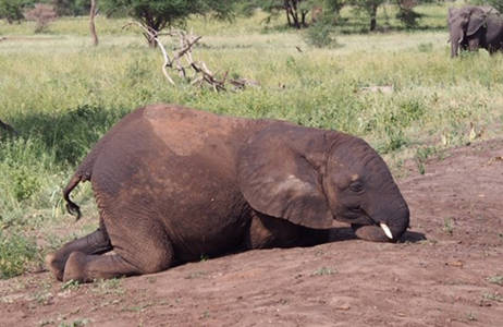 Kokemus Tansanian safarilta - KILROY