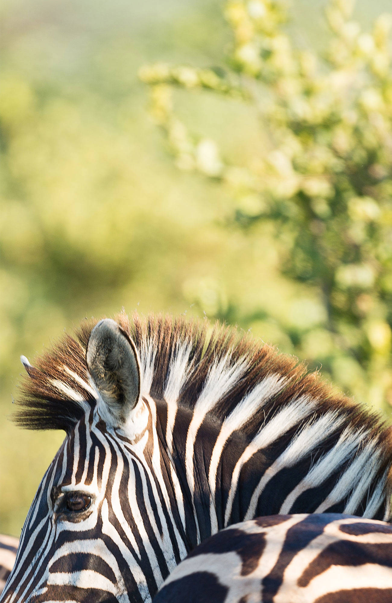 Kruger National Park South Africa Zebras Sidebar