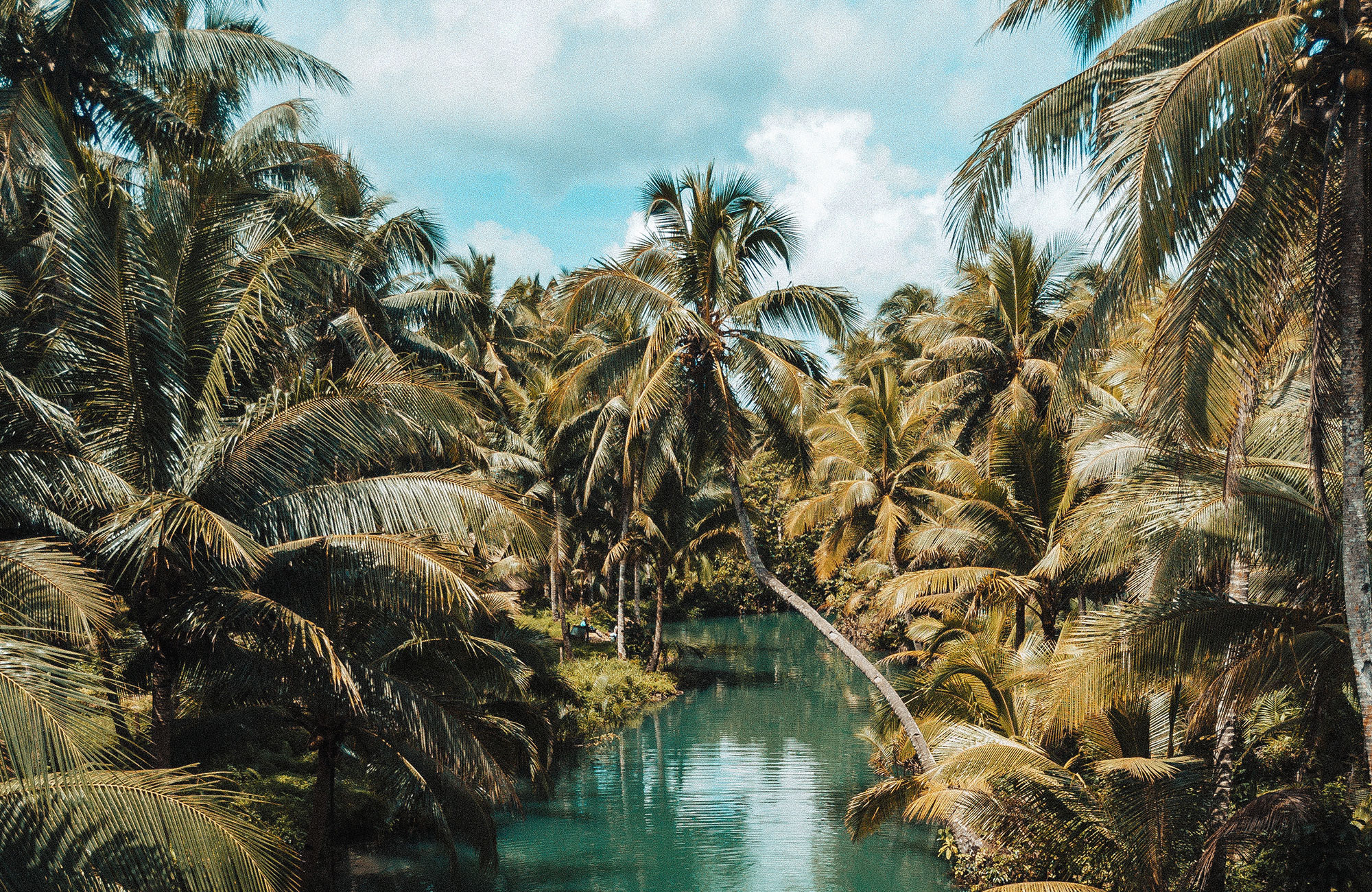 Philippines Siargao Island River Jungle