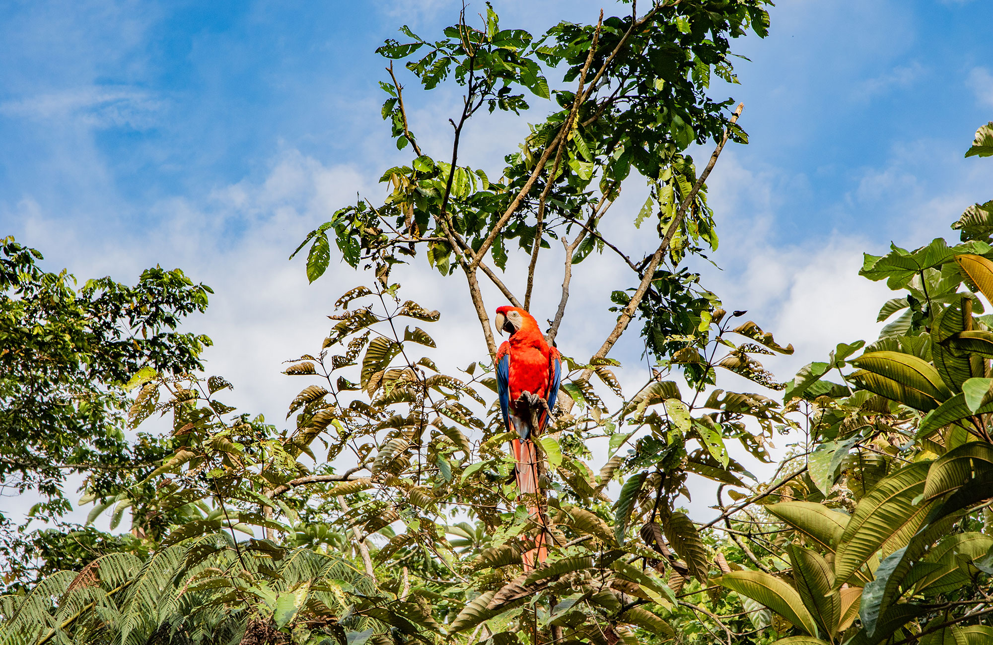 Vapaaehtoistyö Etelä-Amerikassa - KILROY