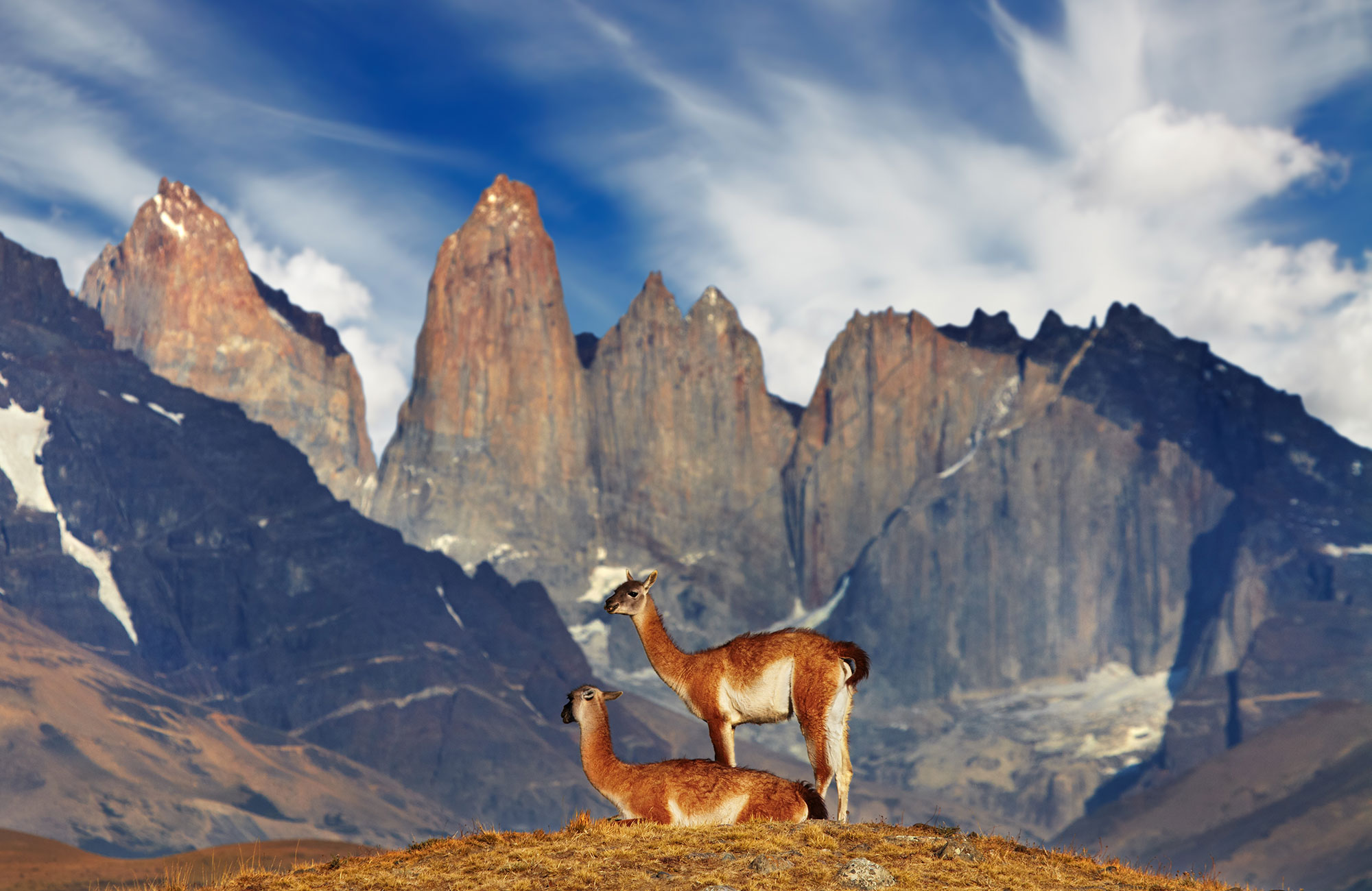 Chile Patagonia Torres Del Paine Np Mountains Lama