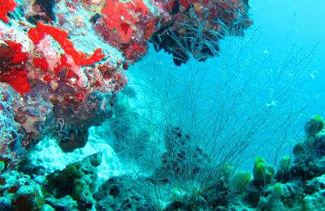 Diving Maldives Colorful Corals Cover