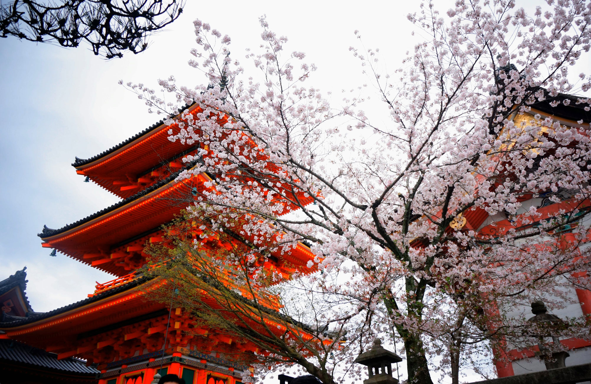 Cherry Blossom Tree In Front Of Japanese Temples