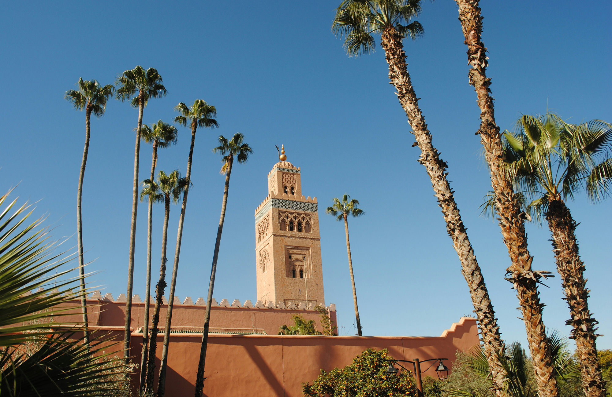 Morocco Marrakech Palm Trees