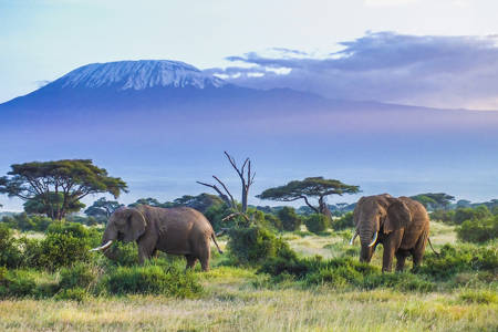 Tanzania Kilimanjaro Elephants