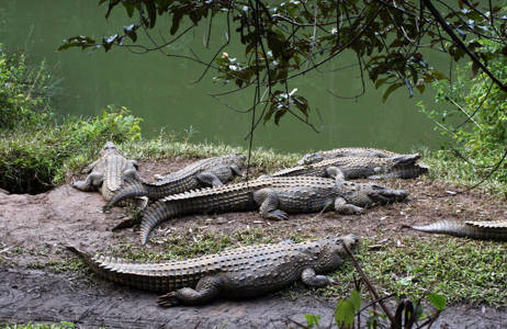 Africa Madagascar Ranomafana Crocodiles