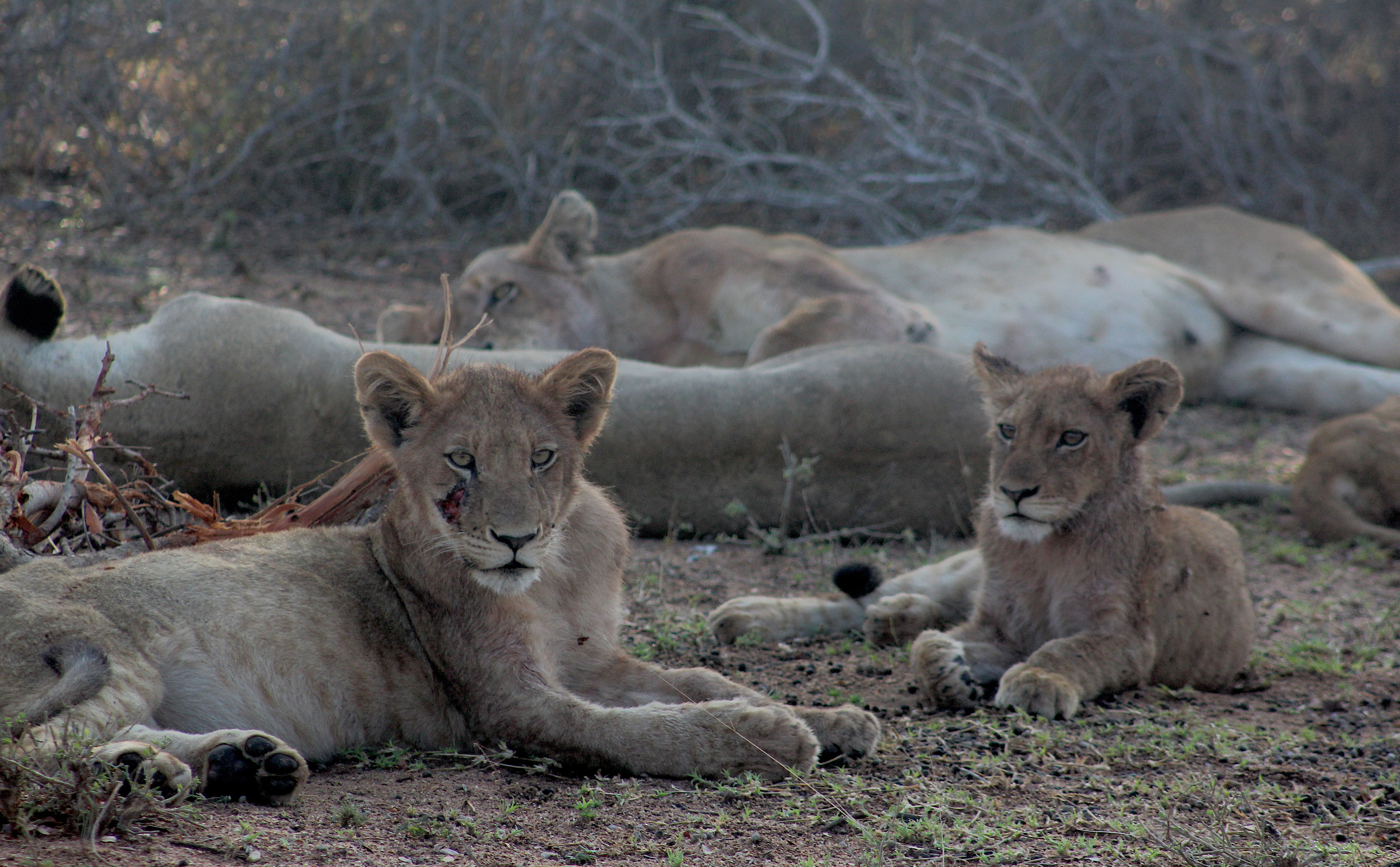 A group of lions on the savannah of Kruger National Park in South Africa