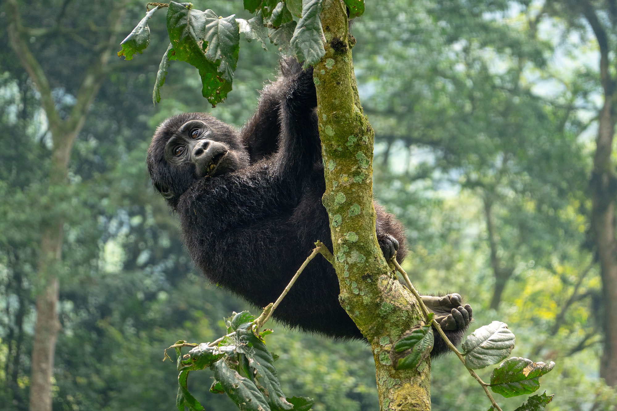 Trekking Mountain Gorillas Uganda
