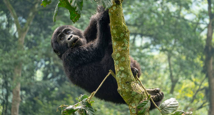 näe villejä gorilloja niiden luonnollisessa elinympäristössä