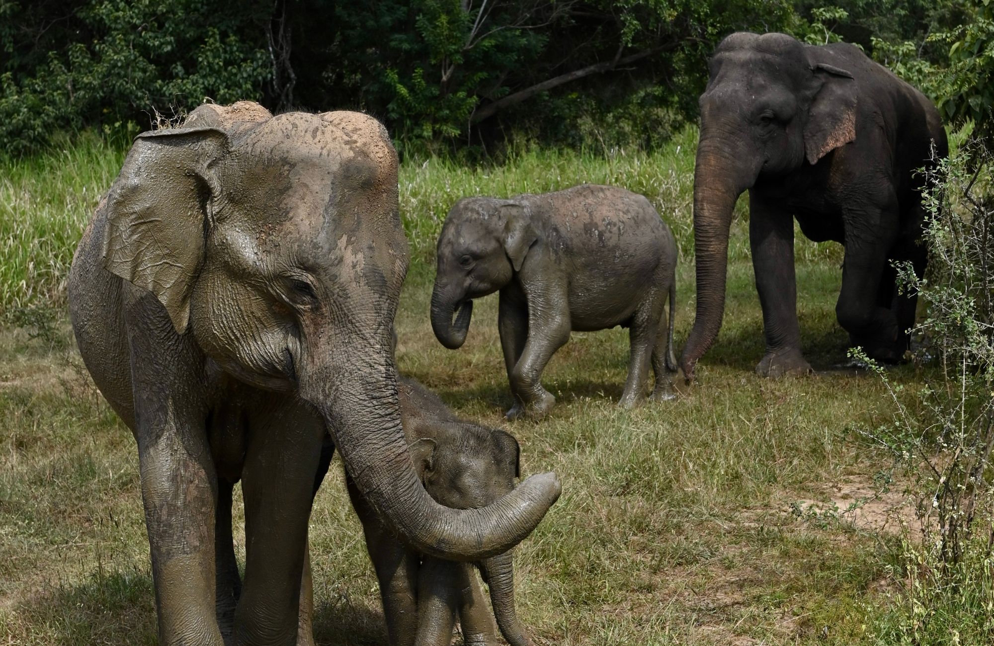 Sri Lanka Minneriya Elephants