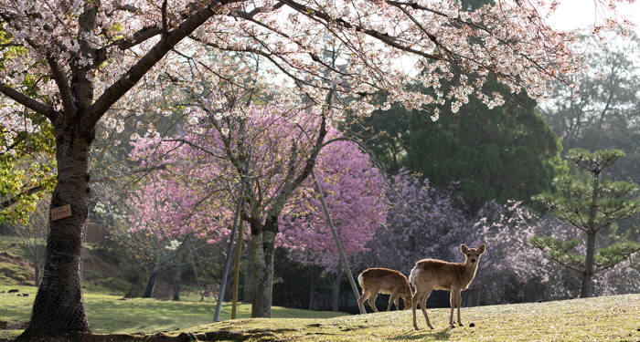 Nara Japan Deer Cherry Blossom