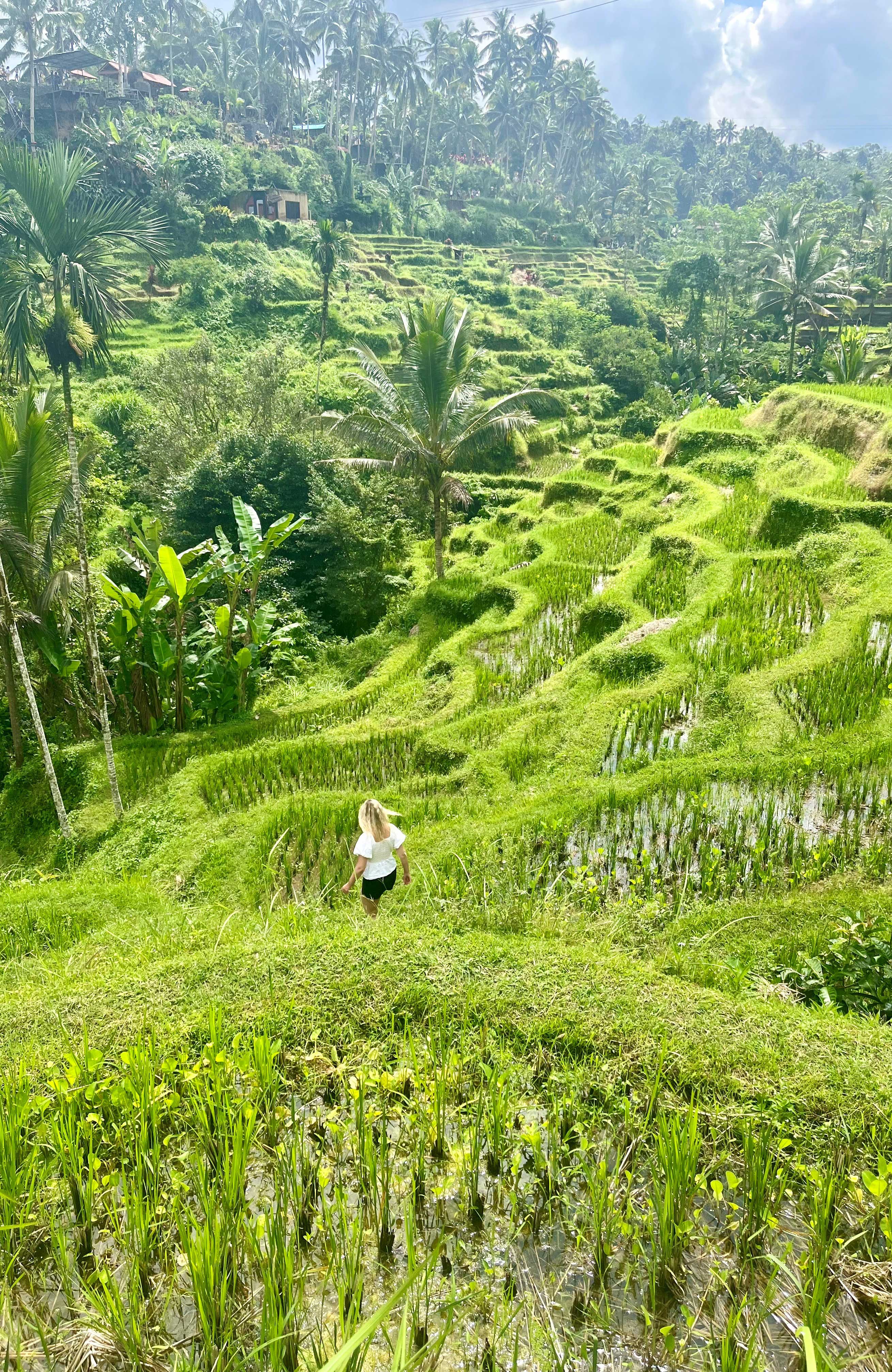 Tegallalang Rice Terraces Bali