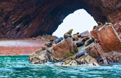 Peru Ballestas Islands Sea Lions On A Cliff
