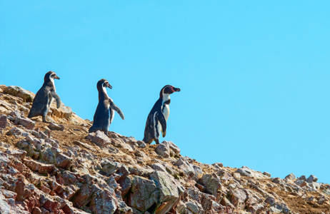 Peru Ballestas Islands Penguins On A Rock