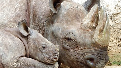 save_namibia_rhino_rangers_1_1280x720_for_navi_web