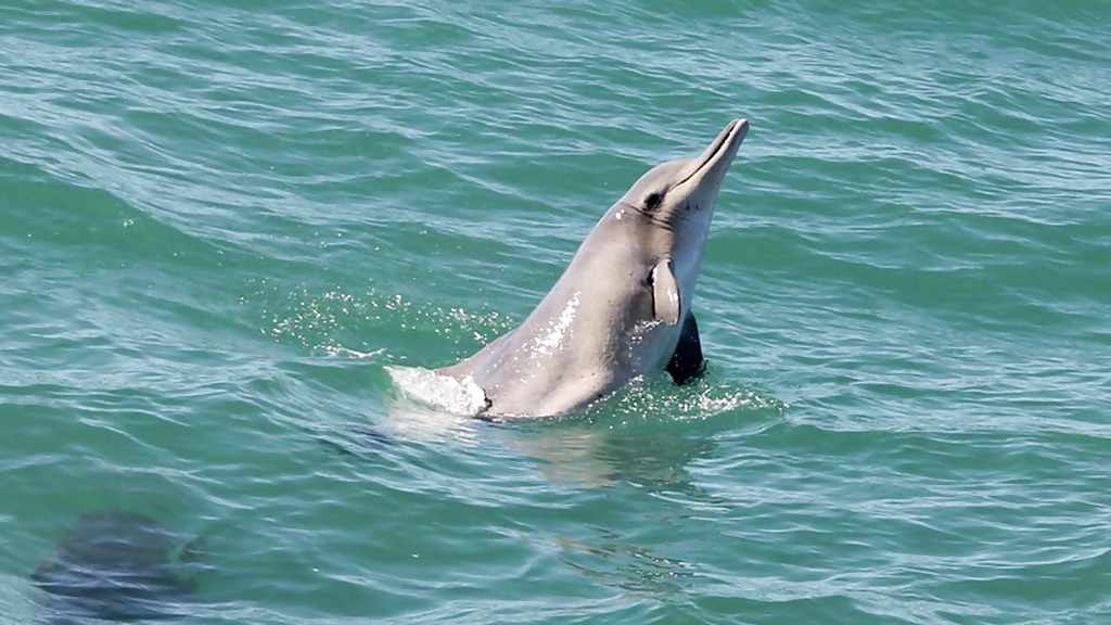 saltycrax_big5_marine_1_1280x720_for_navi_web