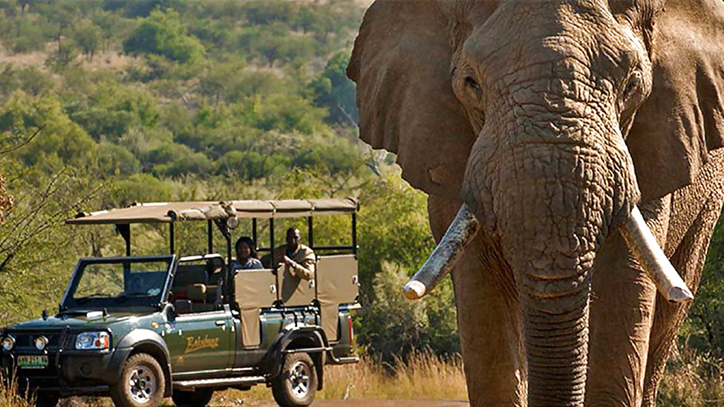 pilansberg_7_1280x720_for_navi_web