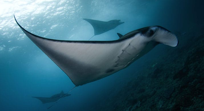 1_Gili_Trawangan_Marine_002