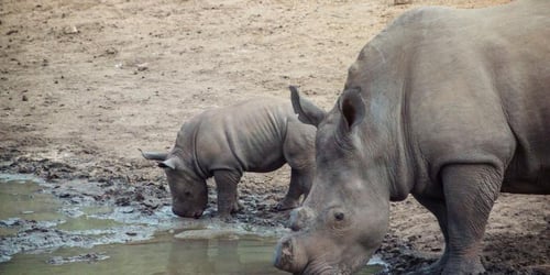 13741413dd82204c9a5515451f2555fd