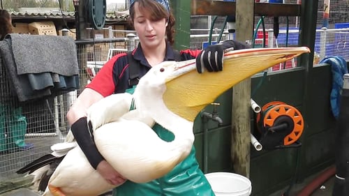 penguin_and_seabird_11_1280x720_for_navi_web