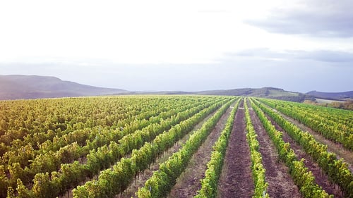 268-excalibur-hungary-budapest-wine-tasting-eger