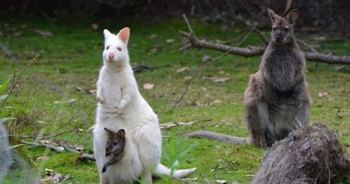 42121-93191432-1e8f-42bf-ae05-9482bb578c6a-thumbnail