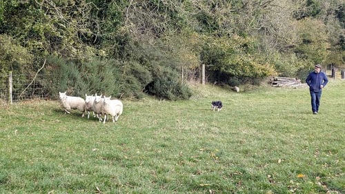 1817-celtic-live-sheepdog-demo-pxl_20241024_105750950.mp_uploadedtobynder
